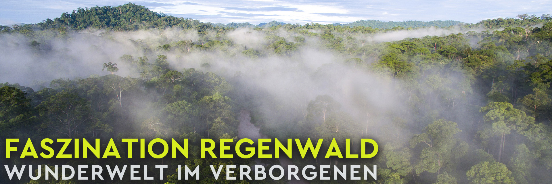 Faszination Regenwald